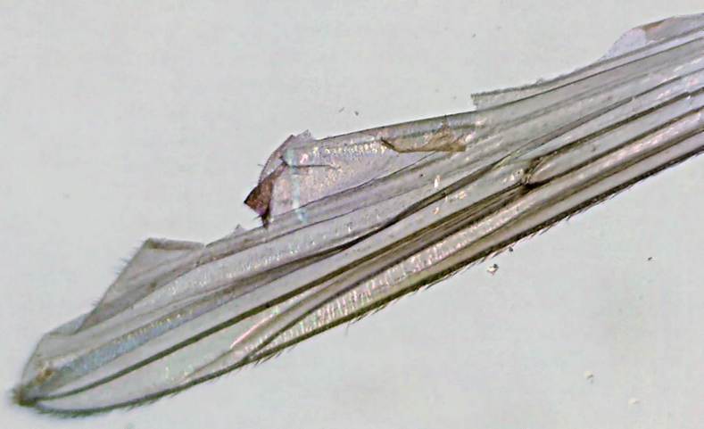 wing.jpg