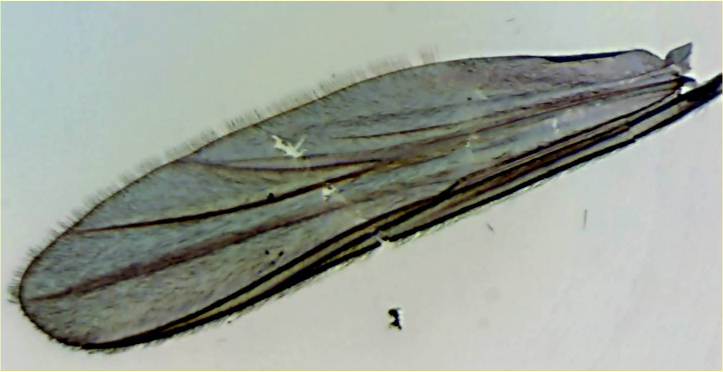 wing.jpg