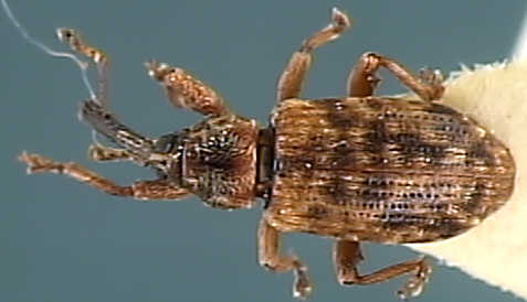 dorytomus_taeniatus.jpg