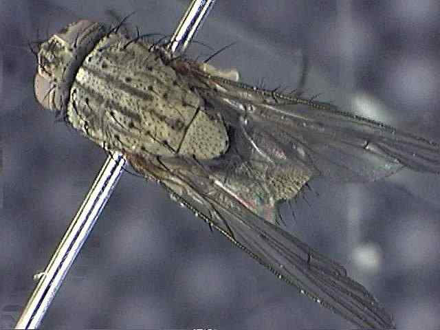 above.jpg (37044 bytes)