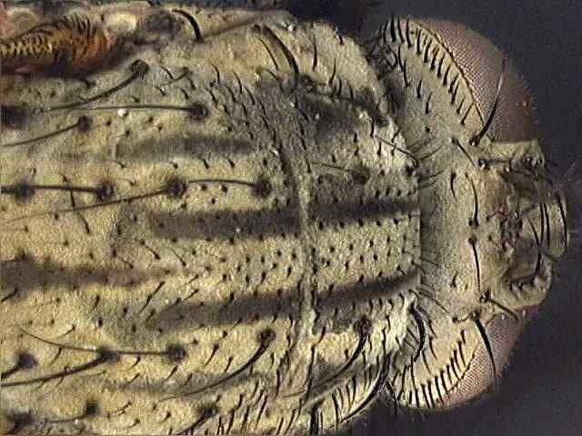 thhdabove.jpg (60997 bytes)