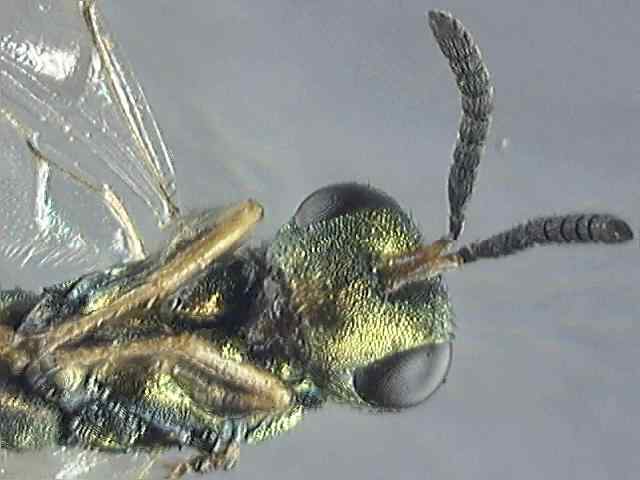 out1.jpg (46474 bytes)